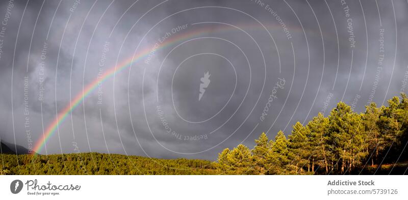 Majestätischer Regenbogen über einem Kiefernwald Wald Himmel stürmisch natürlich Landschaft Bogen pulsierend Gelassenheit Natur malerisch Bäume Waldgebiet