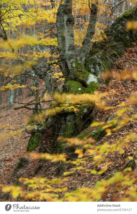 Herbstliche Stille in einem moosbewachsenen Waldstück Ruhe Moos Baum Waldgebiet golden gelb Blätter Gelassenheit Szene moosbedeckt Rüssel Natur fallen Laubwerk