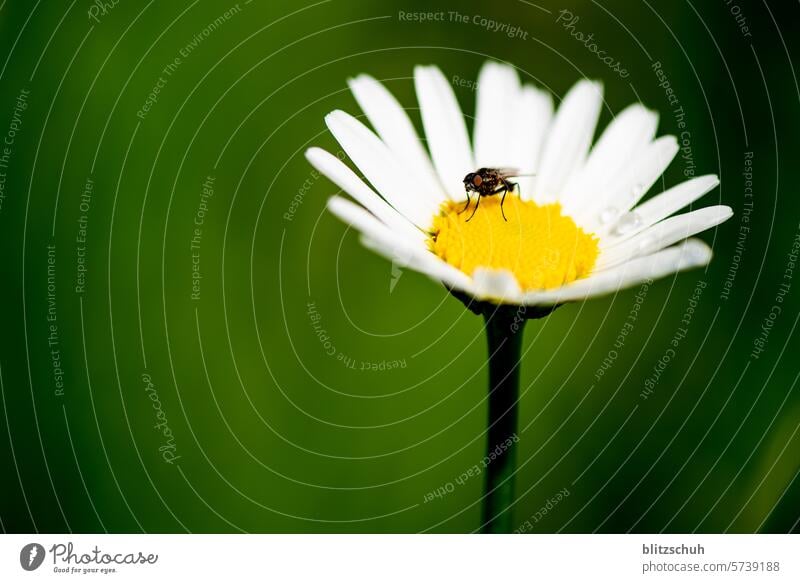 Makroaufnahme mit Fliege auf Margherite margherite Margerite Blume Pflanze Blühend Sommer Frühling Garten Nahaufnahme Detailaufnahme Natur Korbblütengewächs