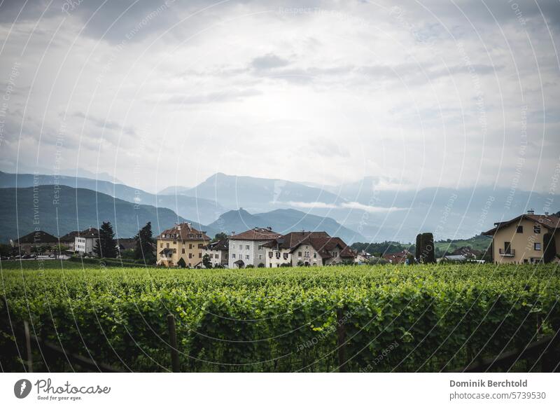 Ortsansicht Kaltern in Südtirol Italien Wein Weinbau Weinbaugebiet Weinberg Landschaft Natur Wolken Gewitterwolken Himmel Idylle Außenaufnahme Weinrebe