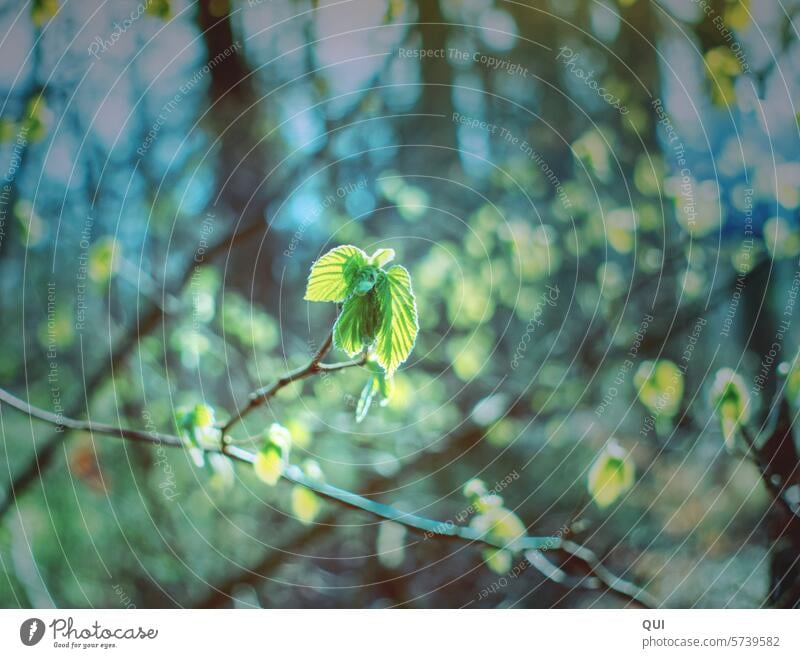 Hatschi... der Frühling ist da Knospe Baum Bäume grün hell Stimmung Freude Lebensfreude Blätter junge Blätter Blatt lichtdurchflutet Licht Sonne strahlend Bokeh