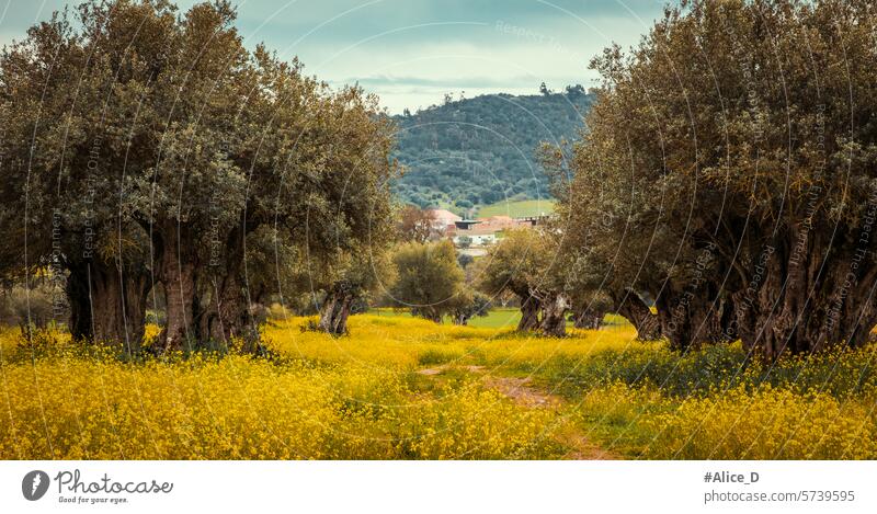 alte Olivenbaumplantage auf einem schönen gelben Blumenfeld in Monsaraz Ackerbau Alentejo Hintergrund Schönheit Blütezeit Farbe farbenfroh Landschaft Europa