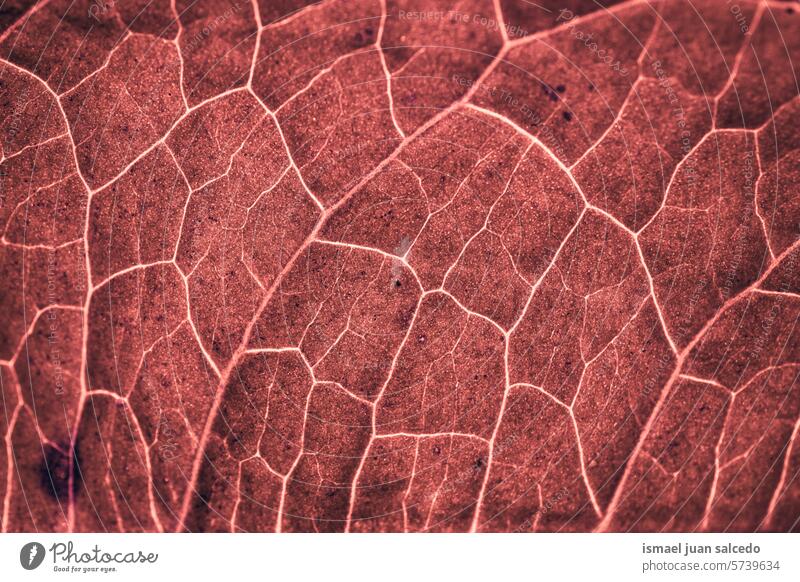 rote Blattadern in der Herbstzeit, roter Hintergrund rotes Blatt Venen Blattrippen rote Farbe purpur Linien Muster Detailaufnahme Makro Boden Natur natürlich