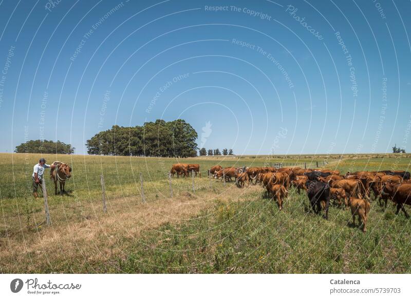 Der Gaucho wartet bis alle Rinder die Weide gewechselt haben Natur Umwelt Land Landarbeit Farm Landwirtschaft Bauernhof Nutztiere Rinderherde Tier Kuh Pferd