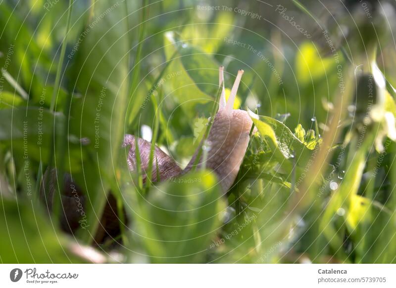 Eine Weinbergschnecke wandert durchs hohe Gras Natur Flora Grashalm Wiese Garten Löwenzahn Blatt Schnecke kriechen Weichtier Tag Tagedlicht Sommer Grün Pflanze