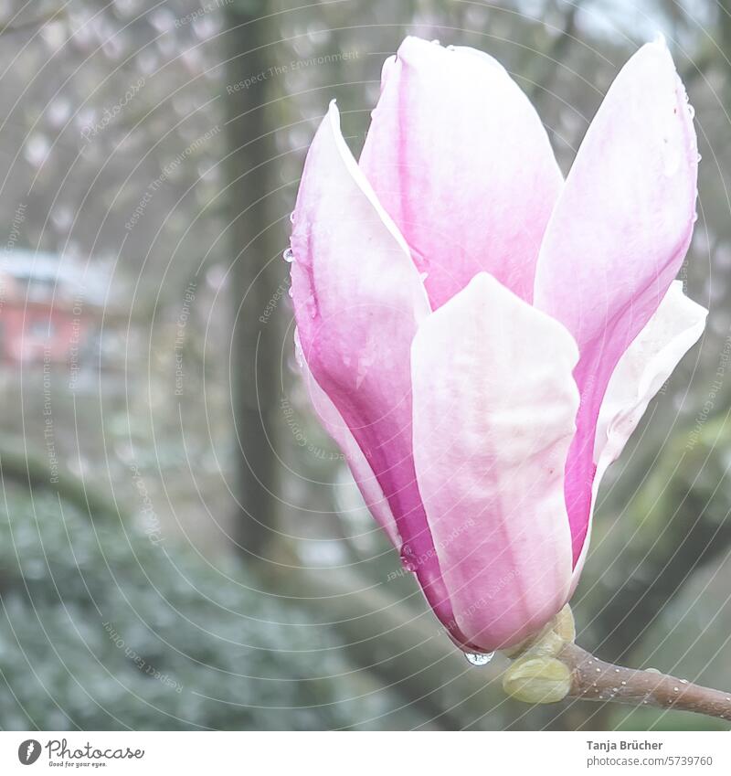 Magnolienblüte im Regen Freude Kraft Wachstum Park Frühlingsgefühle Regentag Magnolienzweig Regentropfen frisch rosa pink Blüte Magnolia x soulangeana