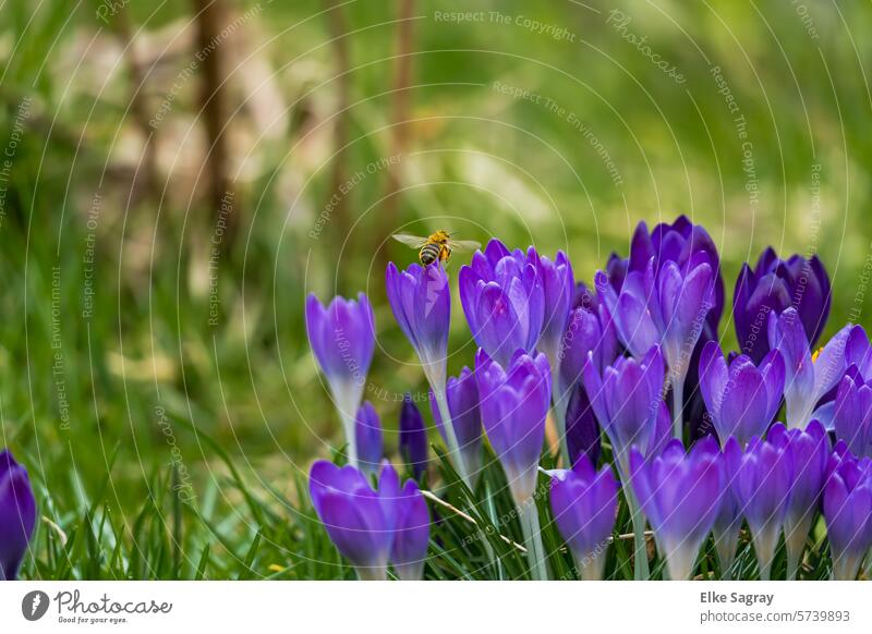 Frühling -violette  Krokusse und Wildbiene  auf einer Wiese Blume Blüte Natur Frühblüher natürlich Schwache Tiefenschärfe Außenaufnahme Frühlingsblume