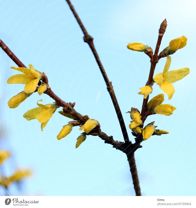 Gartengruß Forsythie Frühblüher Pflanze Natur Umwelt Blütenstand Frühling Wachstum Ast gelb Garten-Forsythie Goldflieder Goldglöckchen Strauch Himmel