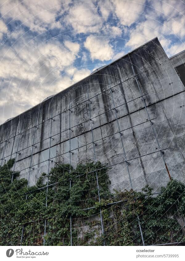 Eine graue Betonwand an der Kletterpflanzen hochwachsen Betonmauer Außenaufnahme Wand Menschenleer Fassade Stadt trist Betonklotz Farbfoto Tag modern stadtgrün