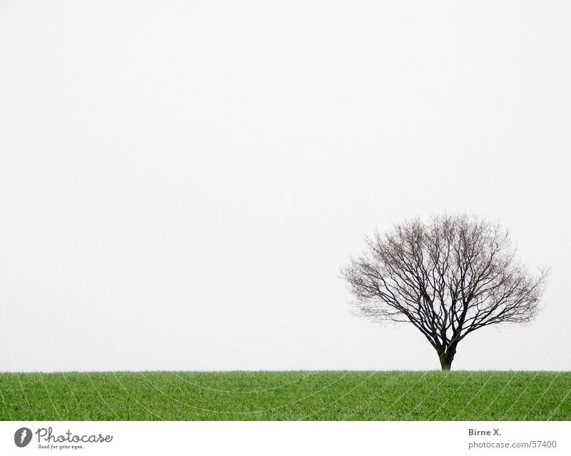 Lonely little tree Baum Feld Winter Frühling Gras Wiese Einsamkeit trist schlechtes Wetter grau grün Ast Himmel