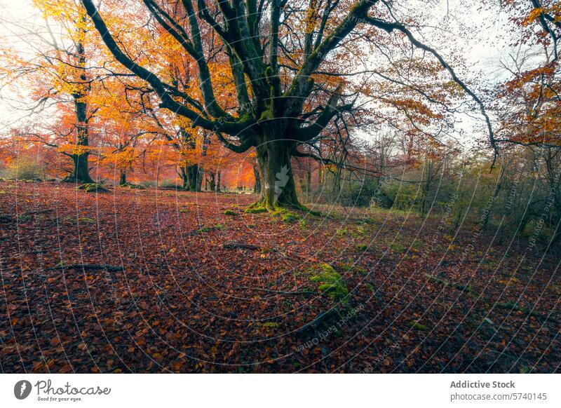 Die goldenen Farben des Herbstes bedecken den Waldboden in Urbasa, wo uralte Bäume Wache halten und eine ruhige und magische Herbstlandschaft schaffen. urbasa