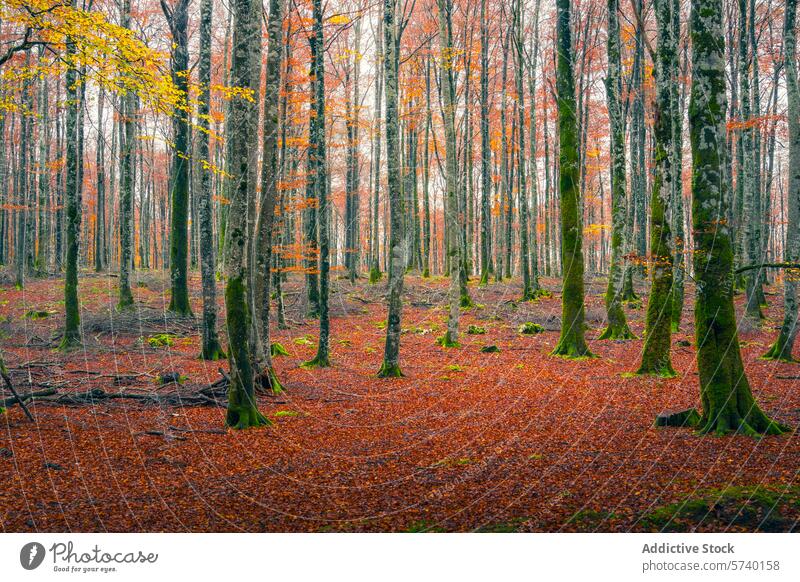 Die üppigen Buchen im Urbasa Forest zeigen ihre leuchtenden Herbstfarben, und ein Teppich aus herabgefallenen Blättern schafft eine ruhige, erdige Atmosphäre.