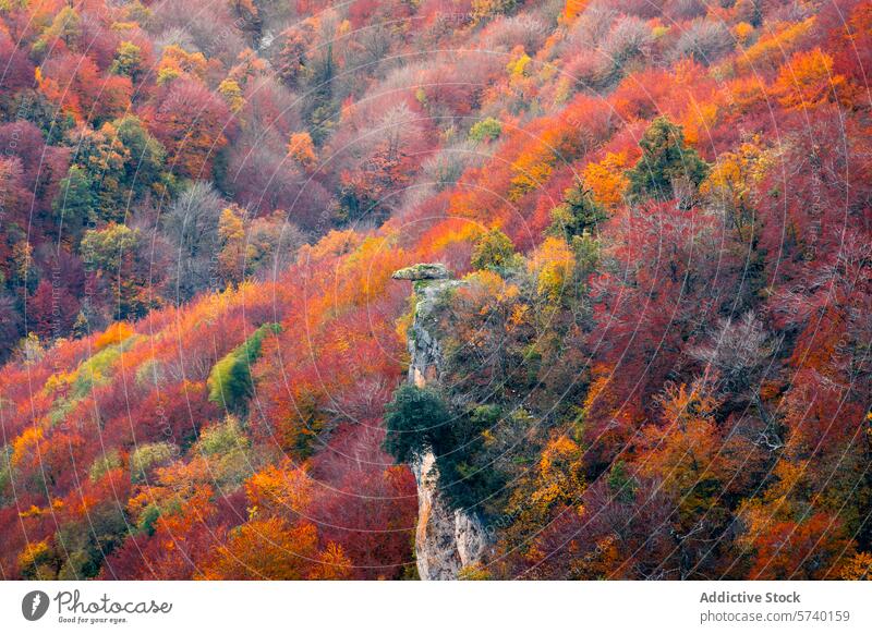 Die Klippen im Urbasa-Gebirge sind in leuchtenden Herbstfarben gefärbt, und eine einsame Felsformation steht als Wächter über dem Wald. Farbtöne cliffside