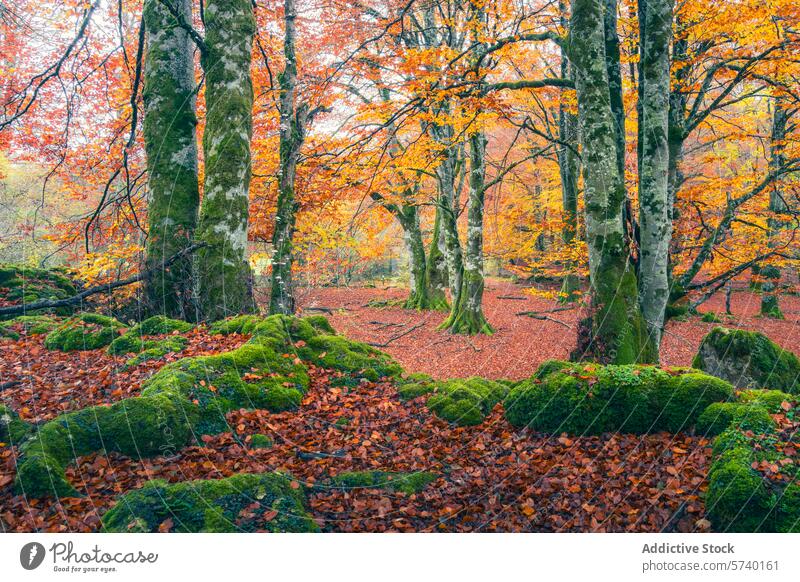 Ein bezaubernder Blick auf den Waldboden von Urbasa, der mit roten Blättern bedeckt ist, die im Kontrast zu den moosbewachsenen Felsen und dem leuchtenden herbstlichen Blätterdach stehen.