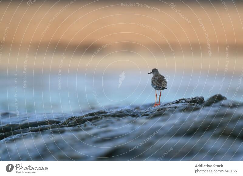 Einsamer Vogel an einem felsigen Ufer in der Abenddämmerung Uferlinie Strand Licht Reflexion & Spiegelung einsiedlerisch Tierwelt Natur gehockt weich