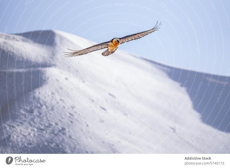 Ein Bartgeier gleitet anmutig mit ausgebreiteten Flügeln über die unberührten, schneebedeckten Berghänge quebrantahuesos schwebend Vogel Tierwelt Schnee