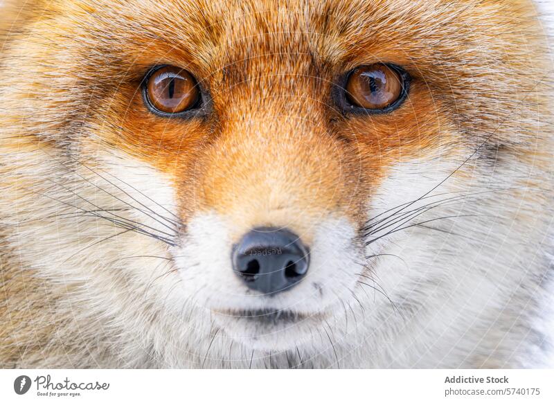 Eine fesselnde Nahaufnahme eines Rotfuchses, die seine scharfen Augen und sein auffälliges Fellmuster vor einem verschneiten Hintergrund hervorhebt Fuchs rot