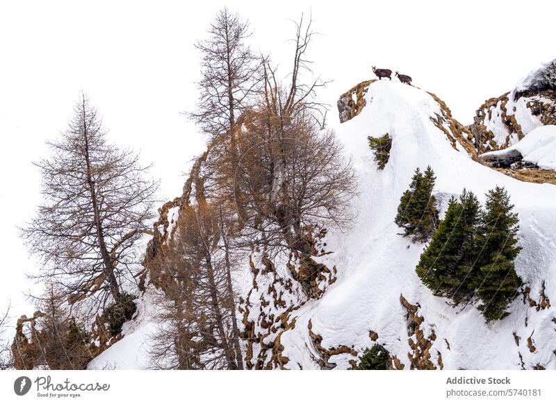 Ein Paar Gämsziegen steht auf einem schneebedeckten Grat, umgeben von kahlen Lärchen und immergrünen Bäumen in der alpinen Wildnis Gemse rebeco Schnee Kamm