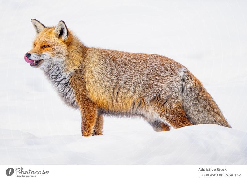 Ein lebhafter Rotfuchs, der inmitten eines verschneiten Geländes eingefangen wurde, wobei sich die Details seines Fells vom winterlichen Weiß abheben Fuchs rot