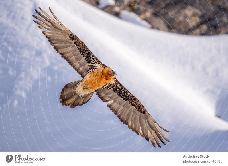 Ein imposanter Bartgeier gleitet mit ausgebreiteten Flügeln vor einer Kulisse aus unberührten, schneebedeckten Hängen quebrantahuesos Vogel Flug Raptor Schnee