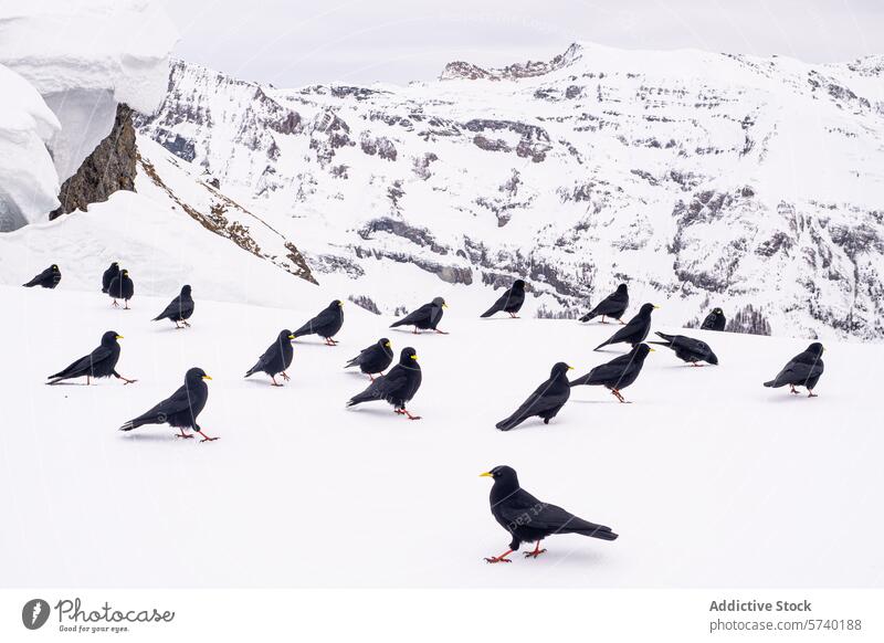 Ein Schwarm Alpenkrähen mit ihren markanten gelben Schnäbeln und roten Beinen hebt sich von der verschneiten Landschaft ab, wobei die schroffe Bergkulisse ihren hochgelegenen Lebensraum unterstreicht