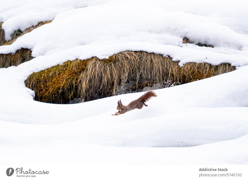 Ein rotes Eichhörnchen auf dem Sprung über den Schnee, mit einem lebhaften Kontrast zwischen seinem warmen Fell und der kalten, weißen Landschaft springen