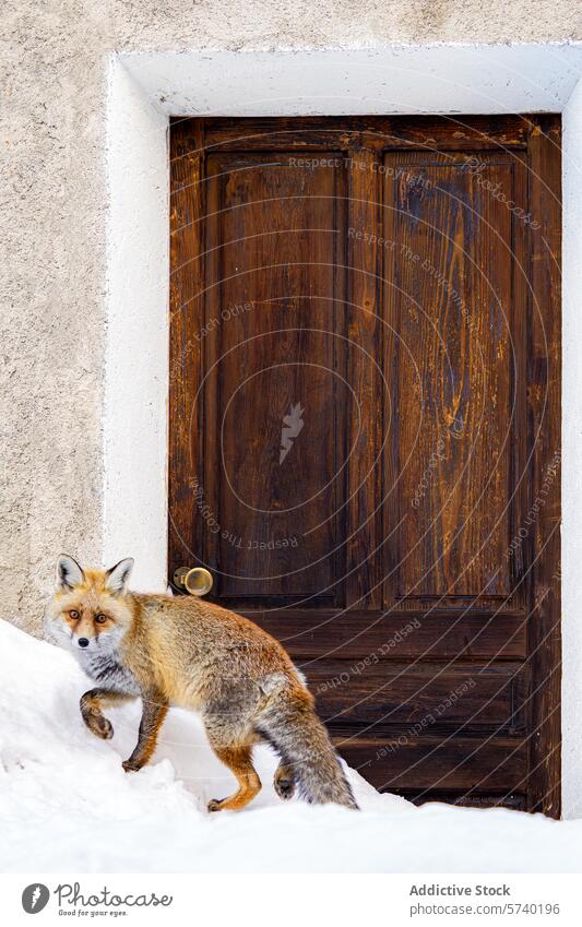 Ein wachsamer Rotfuchs steht im Schnee und wirft einen vorsichtigen Blick auf eine rustikale Holztür, die einen reizvollen Kontrast zwischen Wildtieren und menschlicher Behausung bildet.