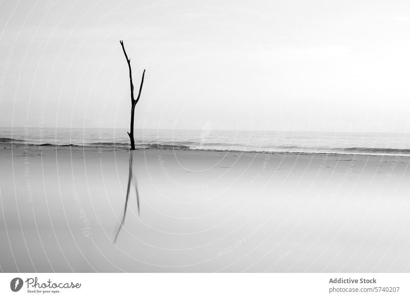 Eine stimmungsvolle monochrome Aufnahme eines einzelnen Baumes, der sich von der Weite des Meeres im Delta del Ebro abhebt und sich im Wasser spiegelt Monochrom