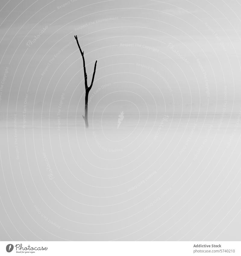 Ein einsamer, kahler Baum steht in ruhigem Nebel und bietet eine minimalistische und ruhige Szene im Ebro-Delta Wasser Gelassenheit delta del ebro schlicht