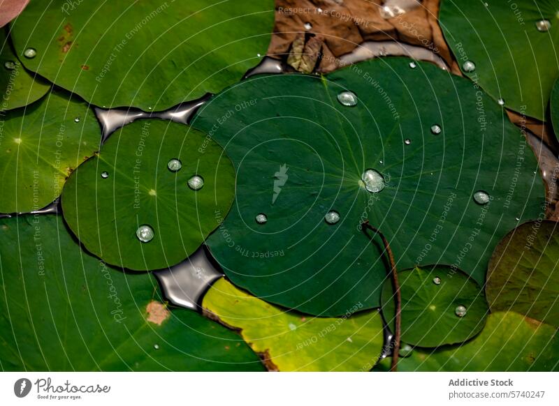 Wassertropfen auf einem leuchtenden Lotusblatt Tröpfchen Lotos Blatt grün pulsierend Nahaufnahme Natur Makro frisch Reinheit Pflanze aquatisch Flora Garten
