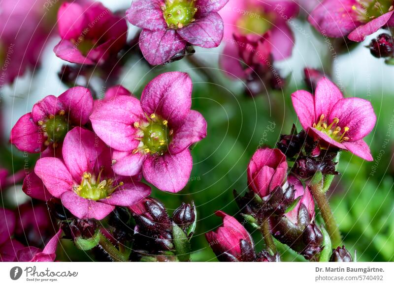 Moossteinbrech, Saxifraga x arendsii, rotblühende Polsterstaude Hybride Gartenform Staude kleinwüchsig Saxifragaceae Steinbrechgewächse
