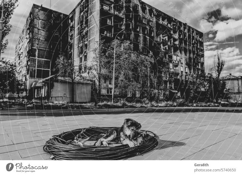 Mischlingswelpe sonnt sich vor dem Hintergrund eines ausgebrannten Hauses in Mariupol donezk Kherson kyiv Lugansk mariupol Russland Ukraine Saporoschje