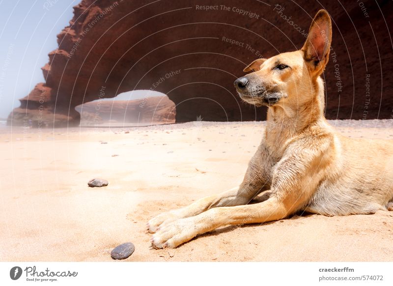 Immer horsche, immer gugge... Ferien & Urlaub & Reisen Sand Strand Haustier Wildtier Hund 1 Tier beobachten entdecken gigantisch groß schön braun gelb Coolness