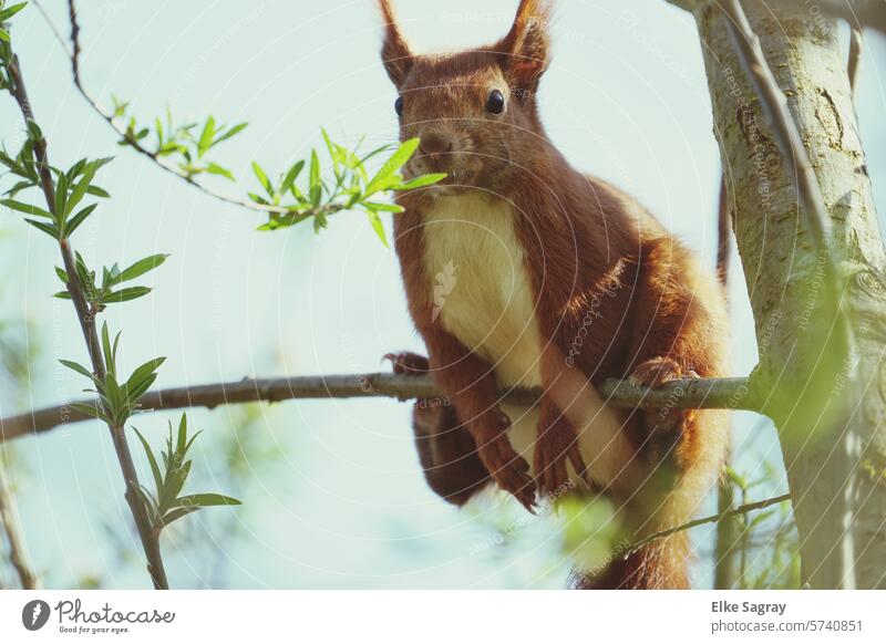 Eichhörnchen turnt auf einem Ast Tier Natur niedlich Fell Baum Sciurus vulgaris Nagetiere Tierporträt Außenaufnahme Schönes Wetter Wildtier Tiergesicht