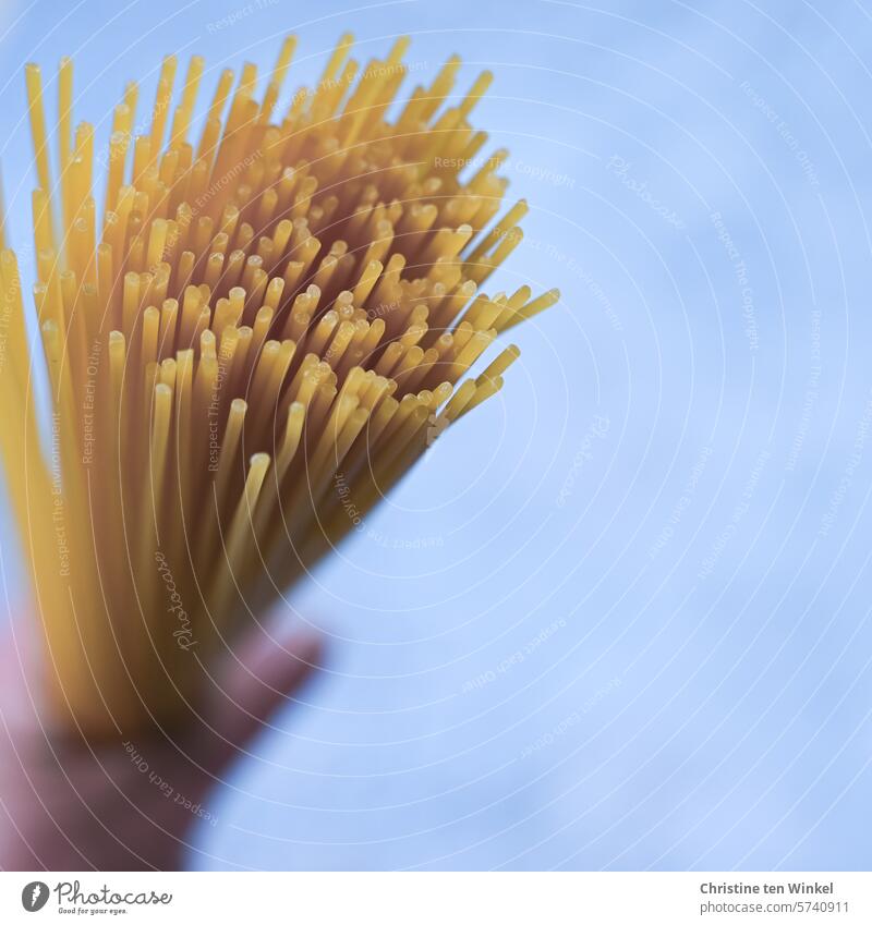 ungekochte Spaghetti in der Hand halten Nudeln Pasta Ernährung Lebensmittel Italienische Küche Vegetarische Ernährung Teigwaren lecker Hartweizennudeln