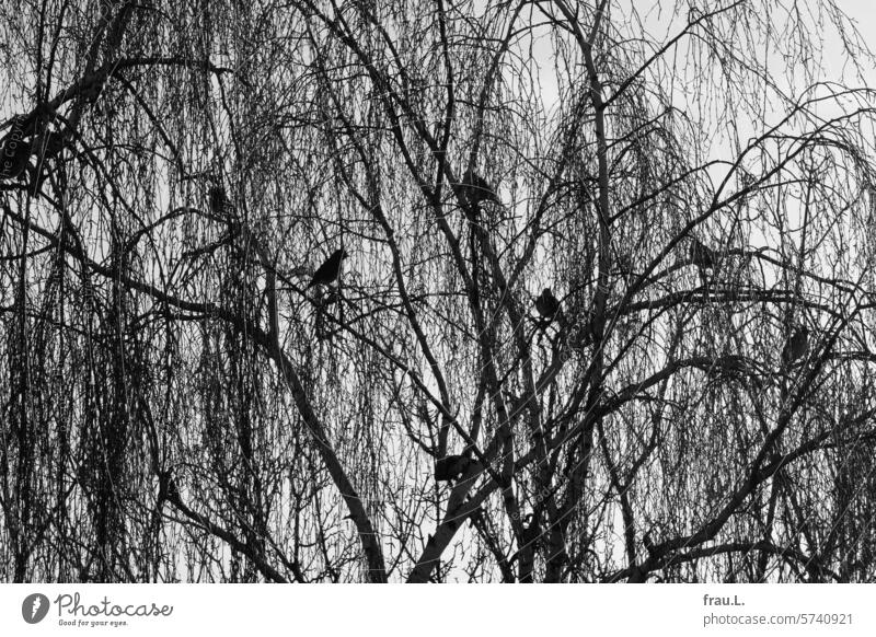 Birke und Drosseln Winter Baum kahl grau Himmel Ast Geäst Tag Vögel Meeting Vogel Baumkrone Versammlung sitzen Sperlingsvogel