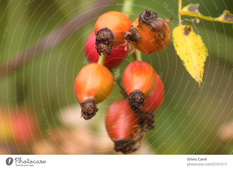 Nahaufnahme von roten Hagebuttenfrüchten auf einem Zweig mit grünem, unscharfem Hintergrund Flora Beeren Frucht reif Blatt natürlich Natur Roséwein Garten