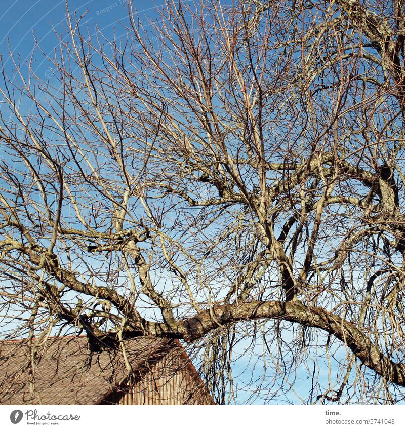 besonnter Herbstbaum vor Scheune unter teilbewölktem blauem Himmel sonnig Ast Zweig Wandel & Veränderung warm Jahreszeit Herbstfarben Baum Landwirtschaft Natur