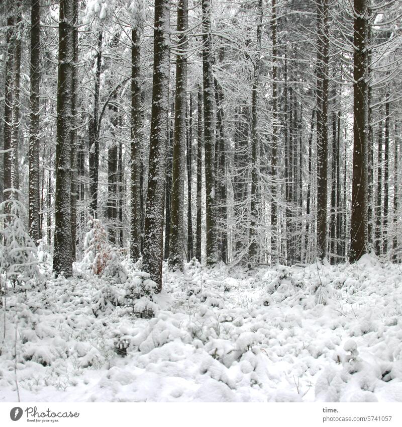 Winterwald Schnee kalt Landschaft frieren Natur Bäume Baum Unterholz Nadelholz verschneit Umwelt