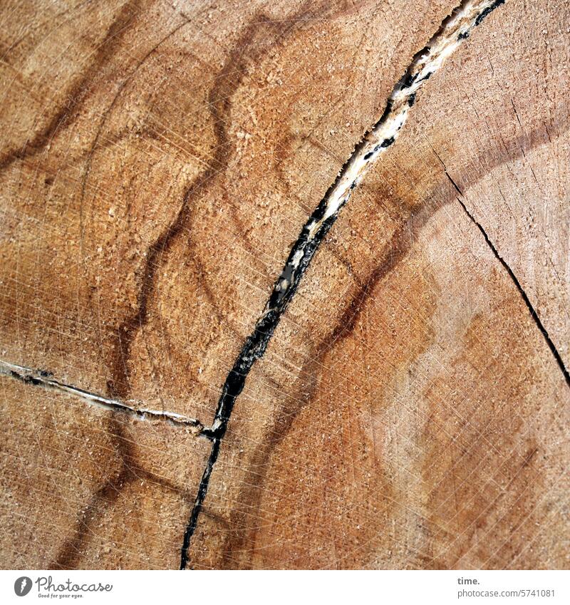 Lebenslinien .166 Holz Baum Totholz Muster komplex Struktur fragil Detail Teilansicht Einschlag Riss Jahresringe Baumstamm Forstwirtschaft Strukturen & Formen