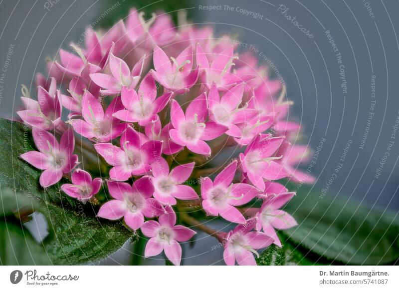 Pentas lanceolata (Forssk.) Deflers, Stern von Ägypten, Rubiaceae Rötegewächse Blütenstand blühen tropisch Pflanze Zimmerpflanze blühend geringe Tiefenschärfe