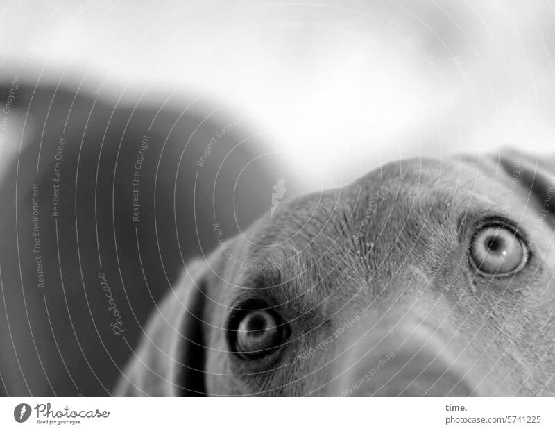 im Auge der Betrachterin Hund Hundeaugen beobachten fokussieren aufmerksam wachsam Tier Tierportrait Haustier Neugier Blick Tiergesicht
