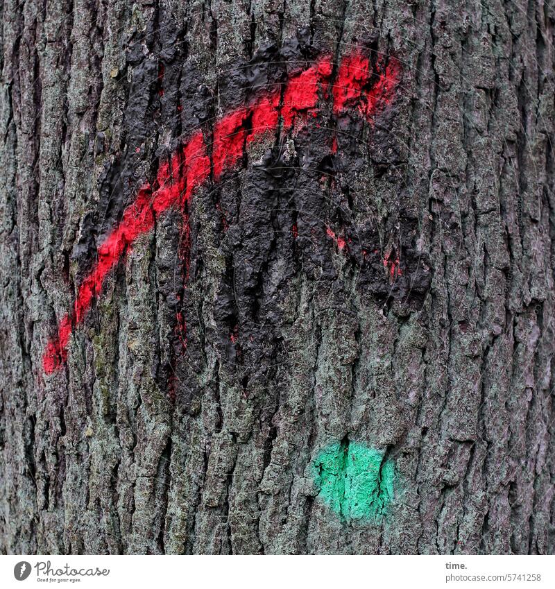 Baum & Botschaft rot grün Natur Umwelt Baumstamm Rinde Eiche Farbe Markierung Strich Punkt Fleck Farbfleck Linie Rätsel rätselhaft
