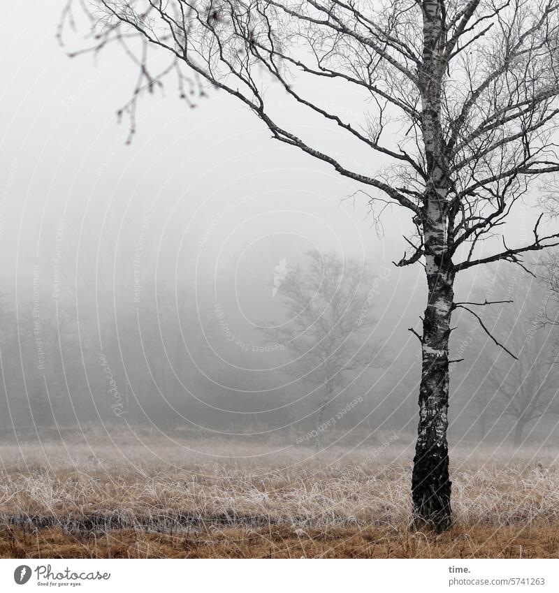Moorbirke vor Nebelwald Umwelt Natur braun Gras nass feucht Wandel & Veränderung Transformation Strukturen & Formen Birke Baum Wald Herbst