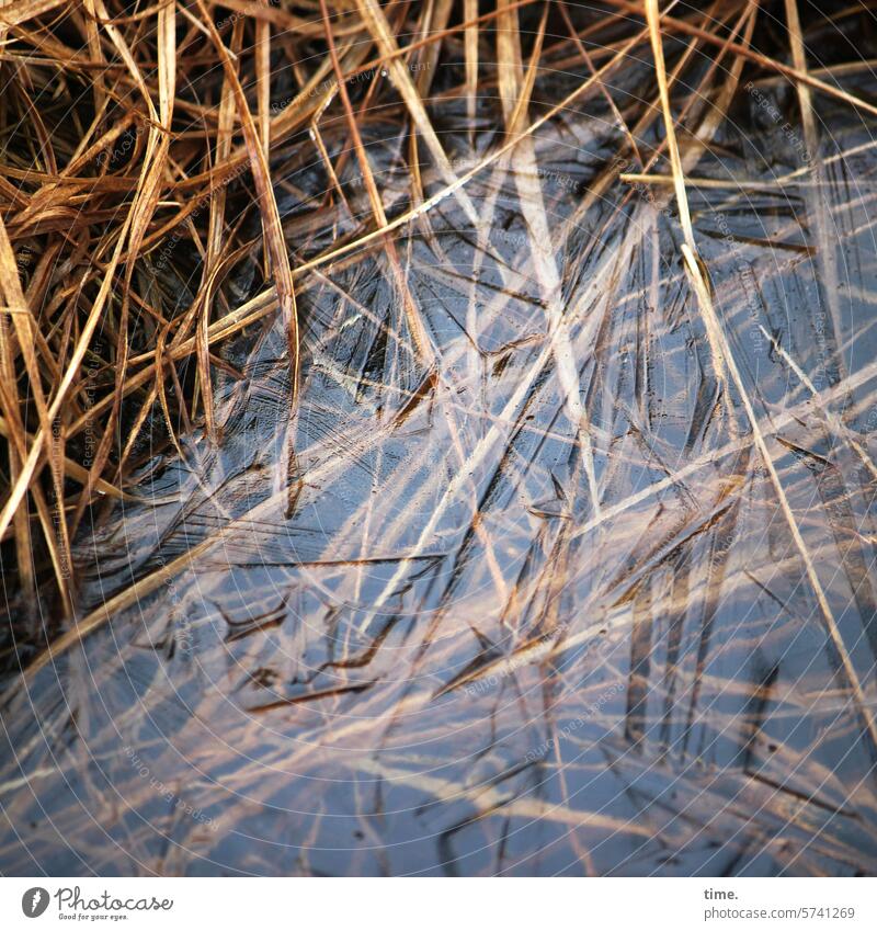 Lebenslinien .167 Muster komplex Struktur fragil Detail Teilansicht Strukturen & Formen Umwelt Natur Material braun Moor Wasser Gras unter Wasser Linien nass