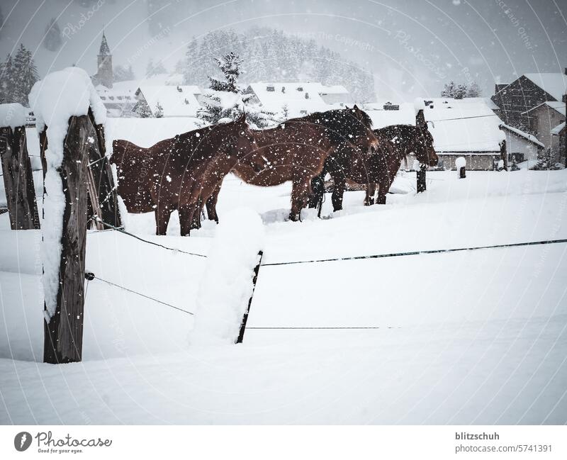 Pferde im Schneetreiben in den Bergen pferd Tier Natur Bauernhof Landschaft ländlich Weide Weidenutzung im Freien Ländliche Szene Tierwelt Tiermotive schnee