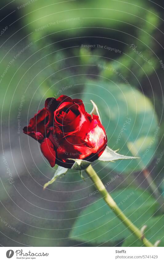 Achtsamkeit | die Rose und ich rote Rose Rosenblüte blühende Rose Rosenduft duftende Rose Blume Blüte Blütenknospe Blütenblätter Gartenblume erblühen rote Blume