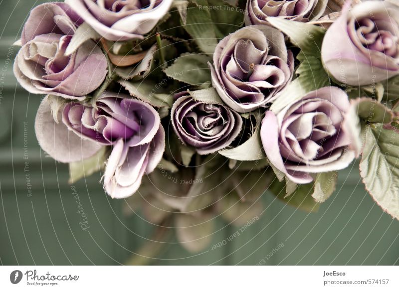 #574157 Blume Rose Blüte dunkel Kitsch retro Mitgefühl Trauer unnatürlich künstlich Fälschung Stoff Kunststoff Blumenstrauß Beerdigung Einsamkeit Schmerz Tod