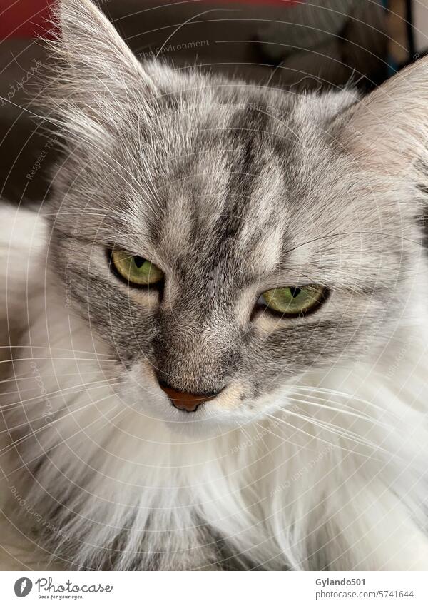 Porträt einer sibirischen Katze beobachtend Auge Ohren anschauend grün Gesicht Tabby pelzig katzenhaft heimisch Haustier niedlich Fell schön Tier weiß grau