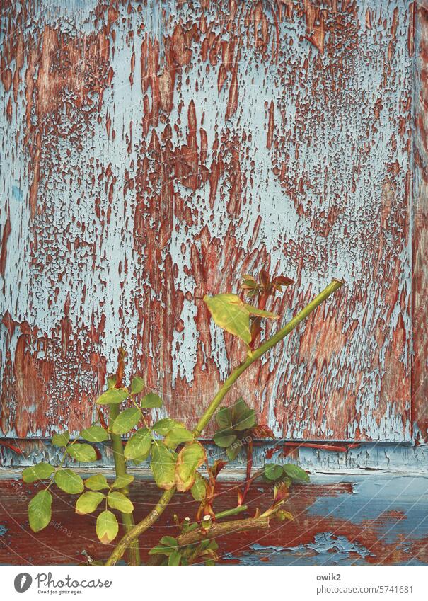 Kopflose Rose Rosenzweig Rosenblätter Fensterladen alt Holz marode abblätternde Farbe Zahn der Zeit verwittert Rosenstrauch Blätter Detailaufnahme abgeschnitten